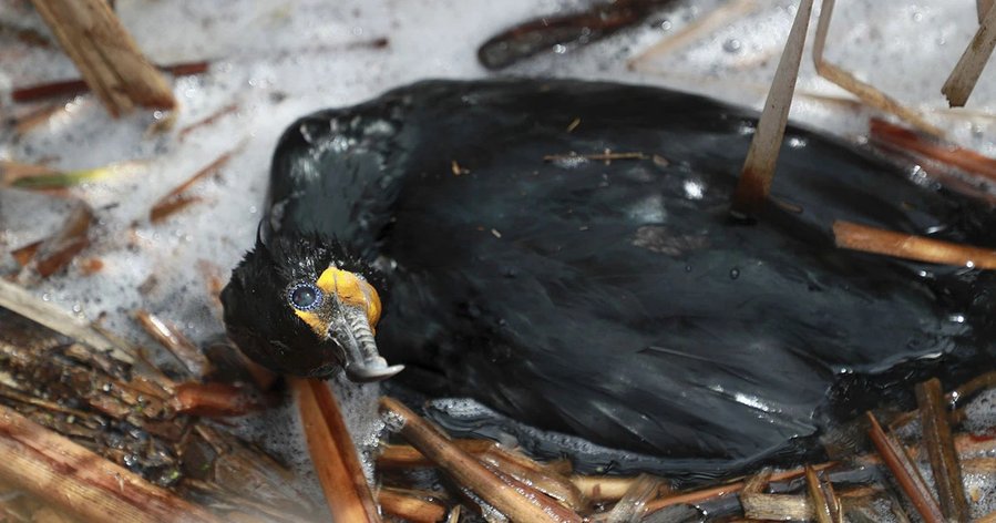 North American Birds Face Their Own Pandemic With Latest Bout of Avian Flu
