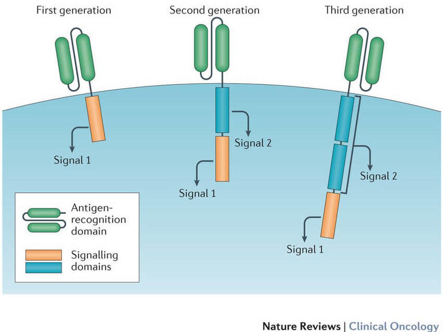 CAR T Cells: Engineering Immune Cells to Treat Cancer