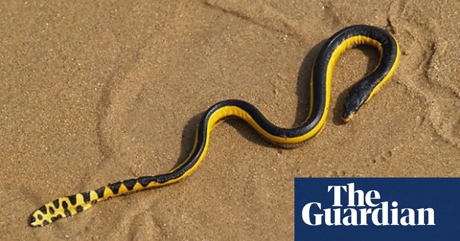 Case of the mystery sea snakes: why are reptiles washing up on New Zealand’s shores?