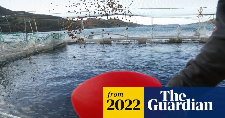 Wild fish stocks squandered to feed farmed salmon, study finds