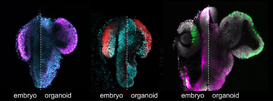 Fish eyes grown in a petri dish from embryonic stem cells