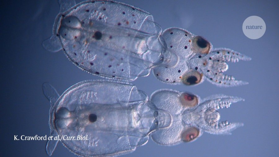 A CRISPR first produces squid as clear as glass