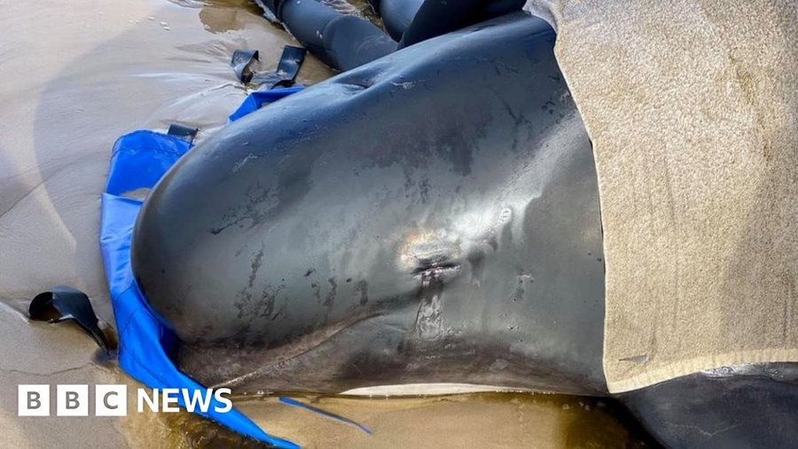 Pilot whales Tasmania: Almost 400 die in Australia's worst stranding