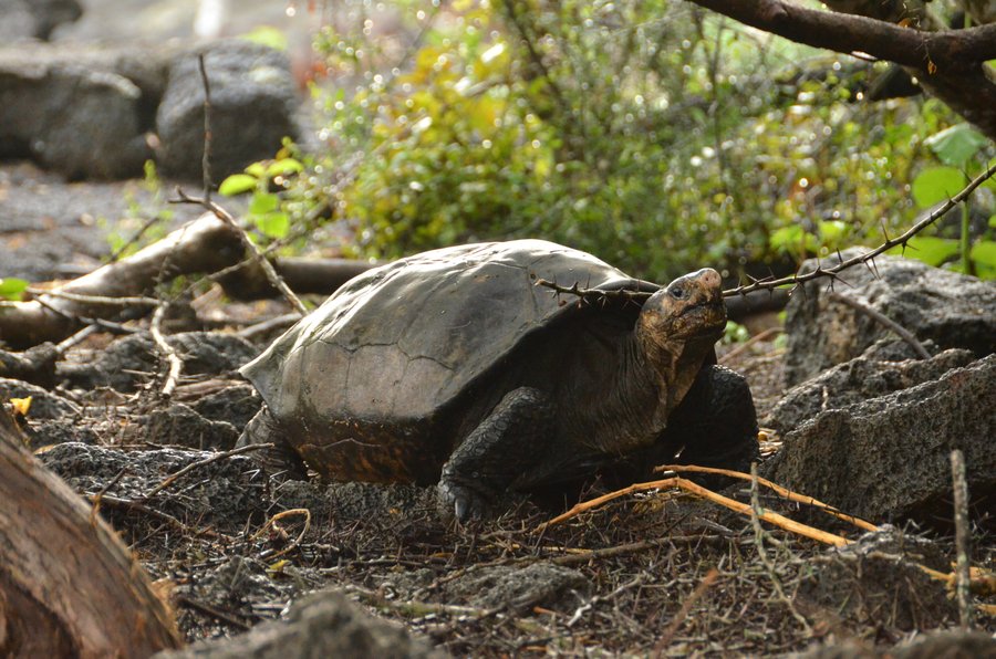 'Fantastic giant tortoise,' believed extinct, confirmed alive in the Galápagos