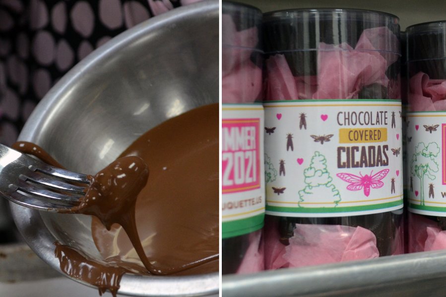 'I'm Selling Chocolate Covered Cicadas—People Are Swarming to Buy Them'