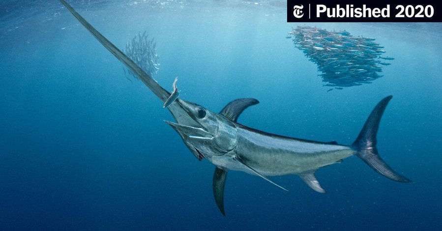 Sharks Wash Up on Beaches, Stabbed by Swordfish