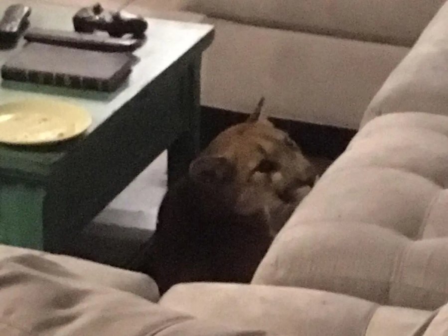 Mountain Lion wanders into home and kills family's pet cat