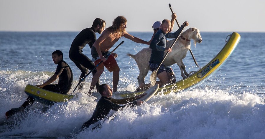 Photos: Surfing with goats at the San Clemente Pier