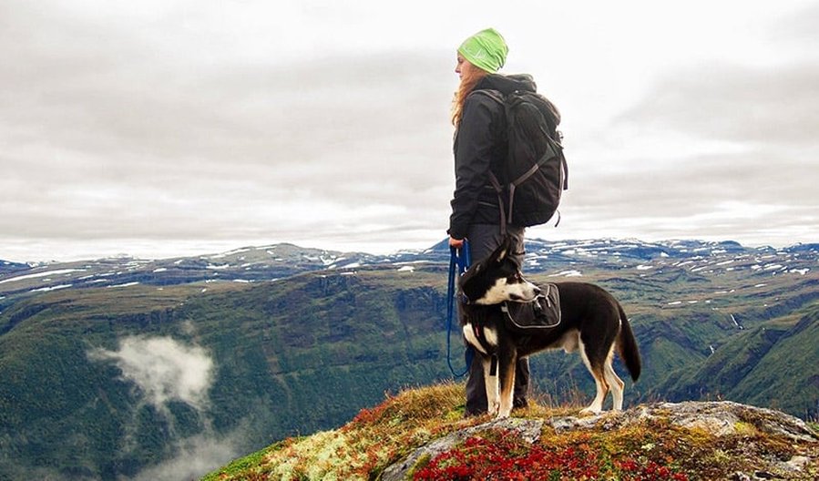Dogs in Norway: The Most Popular Norwegian Breeds