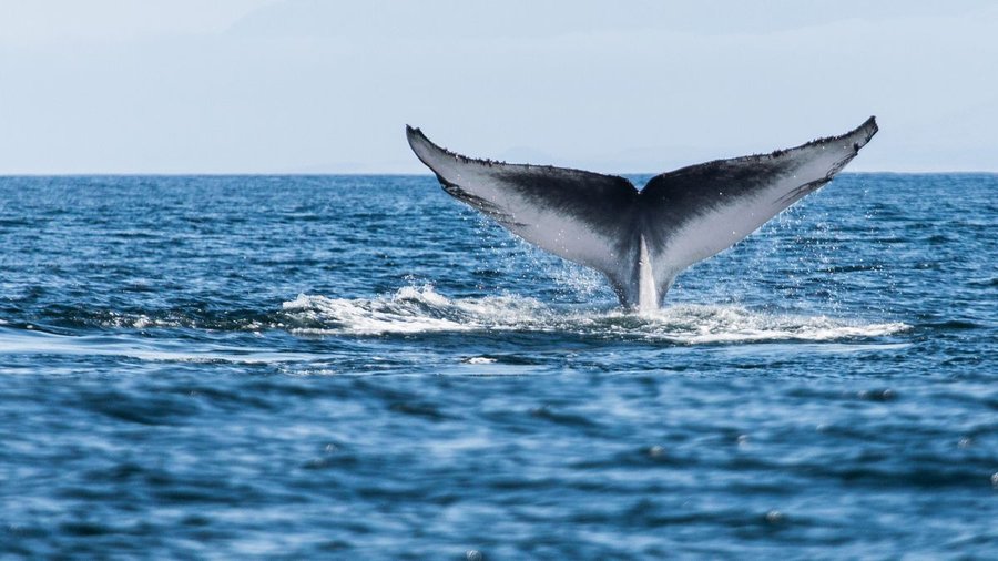 Antarctica's blue whales return to South Georgia a century after they were nearly wiped out