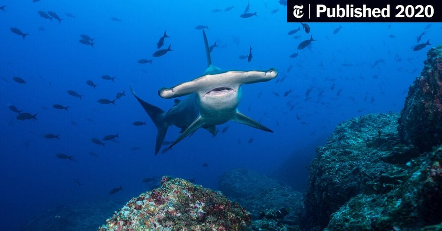 The Pros and Cons of Being a Hammerhead Shark