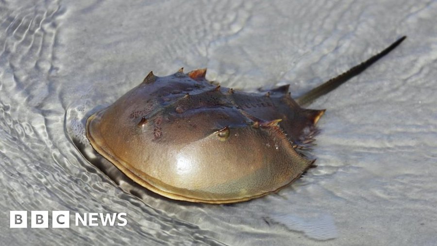 Why are we 'milking' crabs for a coronavirus vaccine?