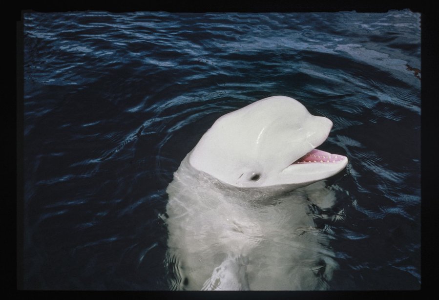 The Story of One Whale Who Tried to Bridge the Linguistic Divide Between Animals and Humans