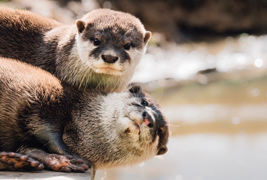 Otters learn from each other—but solve some puzzles alone
