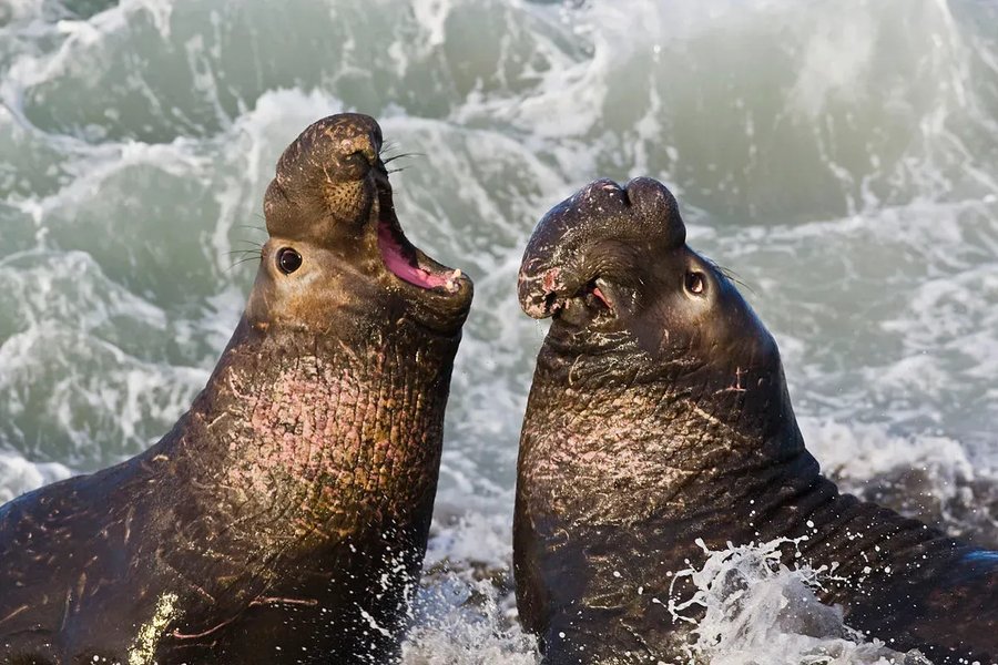 Did an Elephant Seal Crawl Through a Chilean Town?