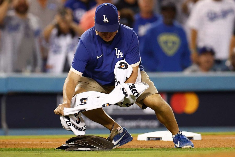 The Goose Is Loose! Goose on the Field Causes Brief Chaos During Dodgers vs. Padres Baseball Game
