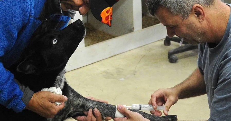 How can Iditarod dogs run so fast for so long? Scientists probe superdogs