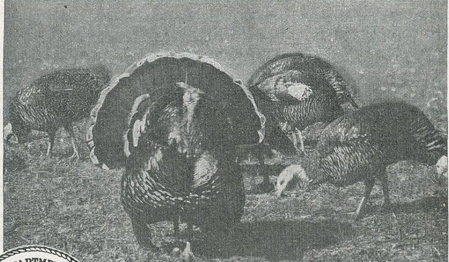Thanksgiving Special: Raising Turkeys in the 1940s