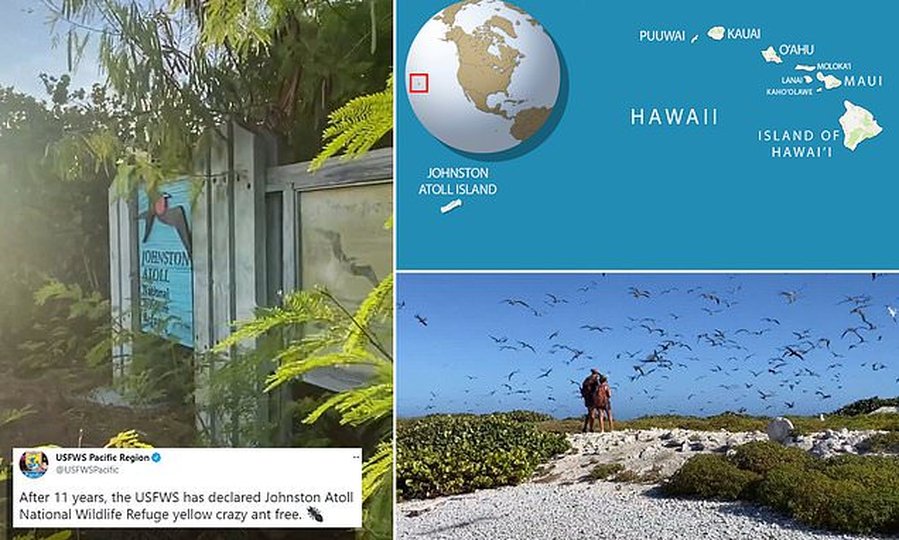 'Crazy' ants that kill birds have been fully removed from a remote atoll in the Pacific Ocean
