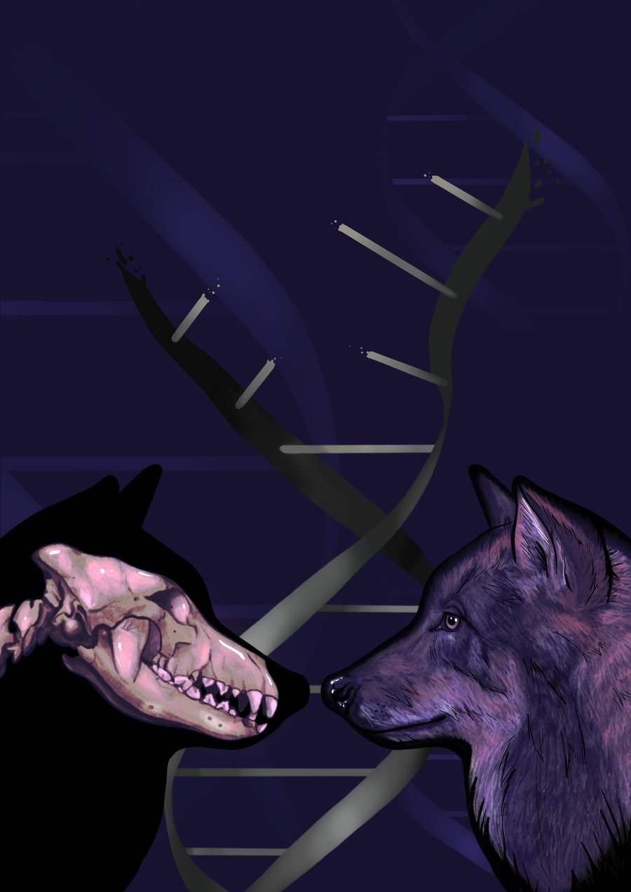 Ice Age wolf DNA reveals dogs trace ancestry to two separate wolf populations