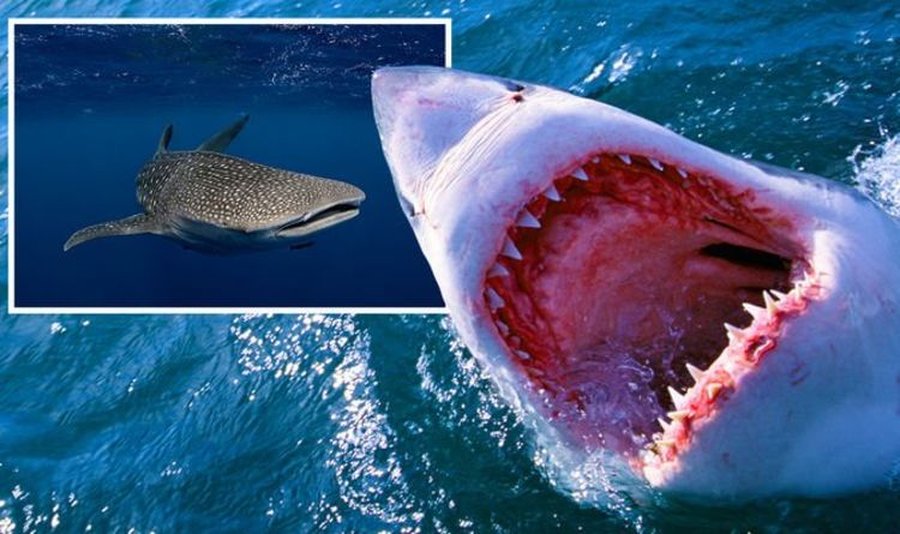 Shark news: Scientists name 'absolutely huge' beast bigger than great white shark