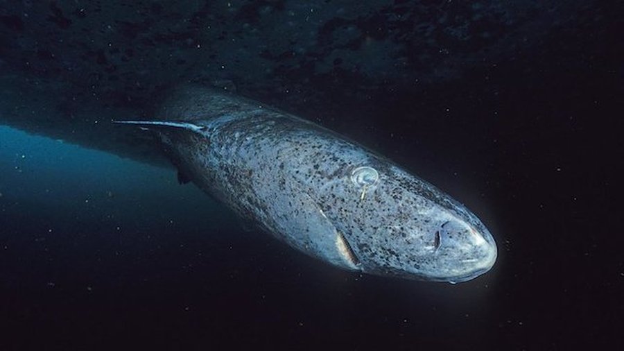 Several Short Sentences About… (Greenland) Sharks
