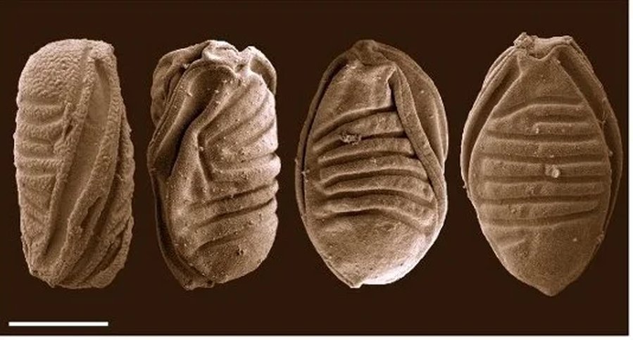 When Jellyfish Became Parasites, Strange Things Happened