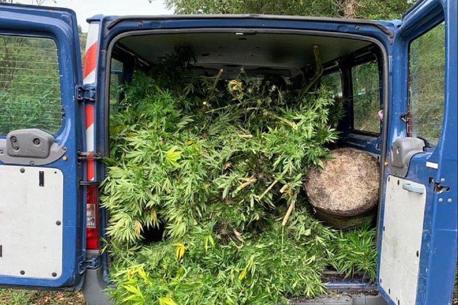 Creuse : trois personnes interpellées dans un trafic de cannabis, 17 pieds de cannabis saisis