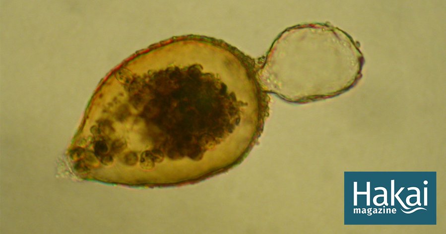 Magnetic Microbes Are Thriving in the Mariana Trench