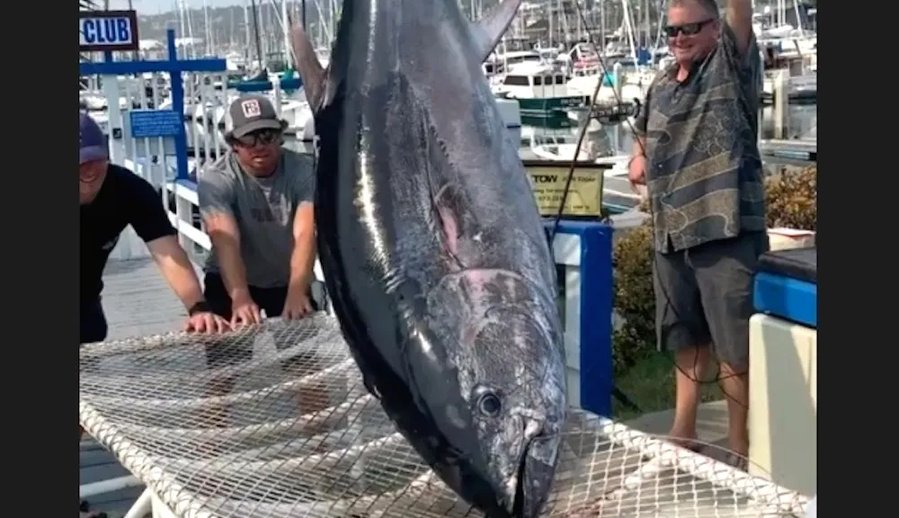 ‘Monster’ tuna leaves anglers exhausted, captain injured