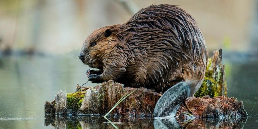 Industrial 'borrow pits' benefit beavers and wolverines, study shows