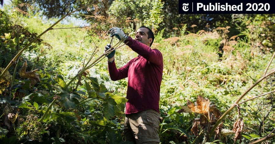 A Chef’s Childhood in Iran Shaped His Cooking in the Pandemic