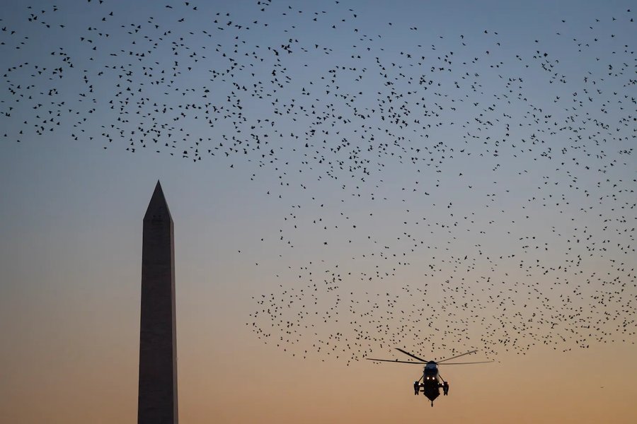 Why do flocks of birds swoop and swirl together in the sky?