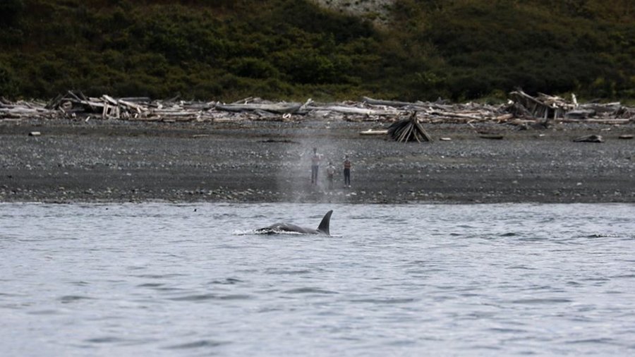 Orcas make a splash off Whidbey Island on Fourth of July