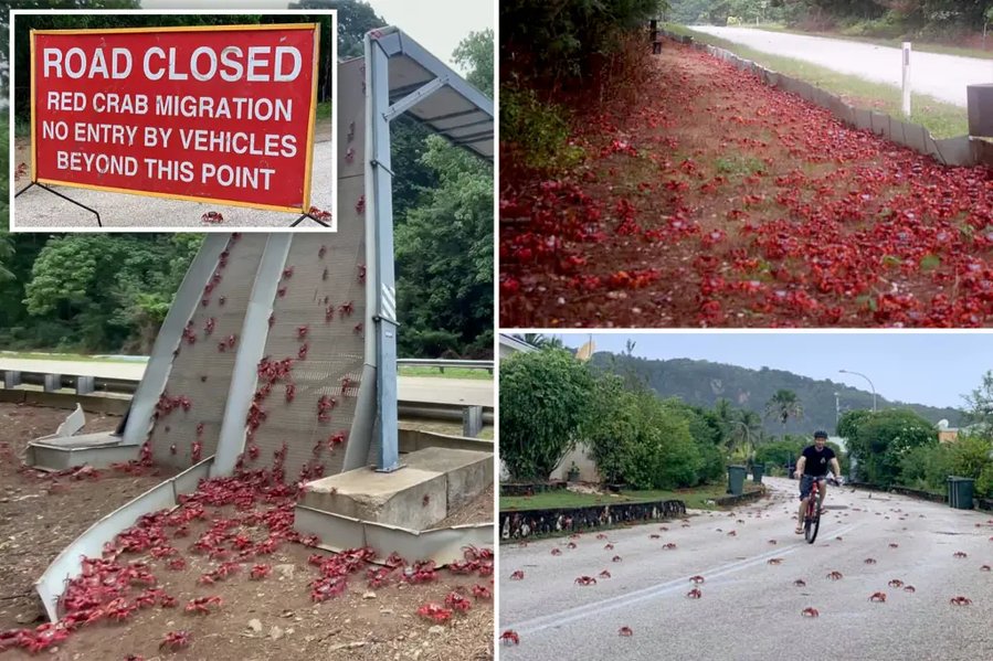 Millions of cannibal crabs shut down roads in Australia as they migrate towards ocean