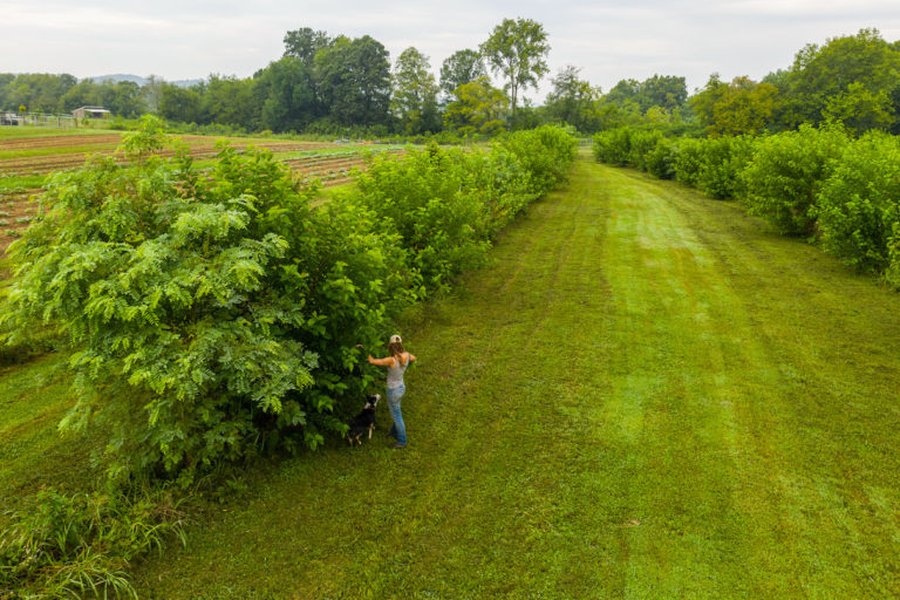 Investors say agroforestry isn’t just climate friendly — it’s also profitable