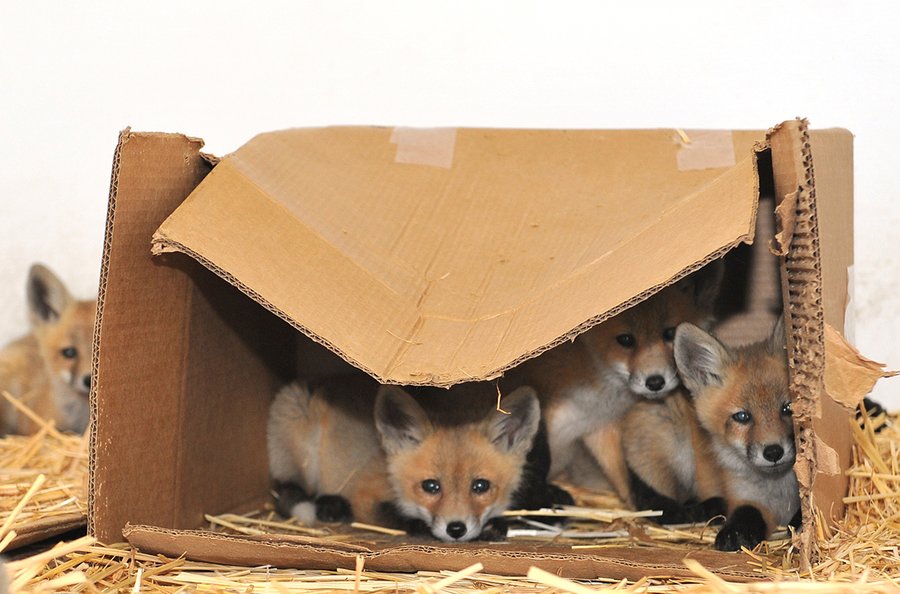 Orphaned fox pups receive care at WSU – WSU Insider