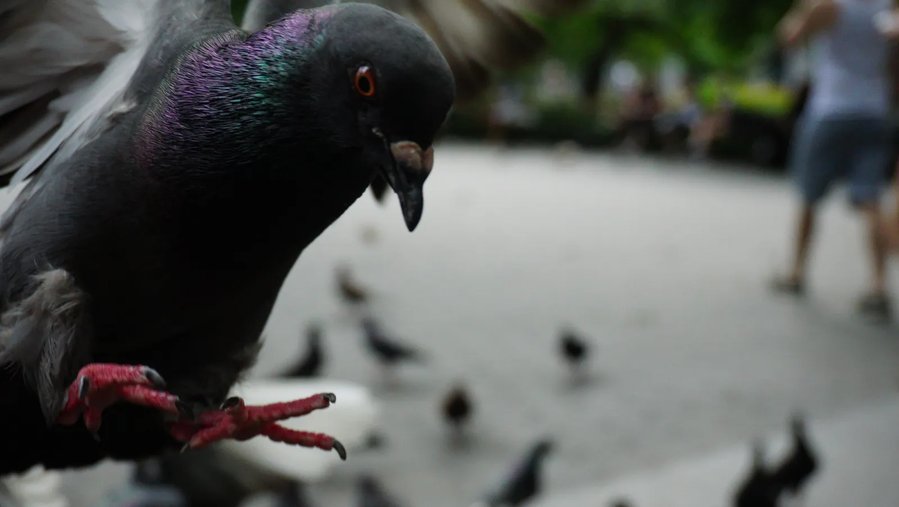 Birds aren't real – or are they? Here's what you need to know about the viral conspiracy theory.