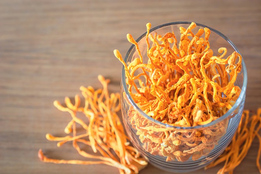 Cordyceps Mushroom Benefits Explained