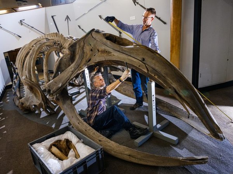 What It Takes to Dismantle and Move a 40-Foot Whale Skeleton