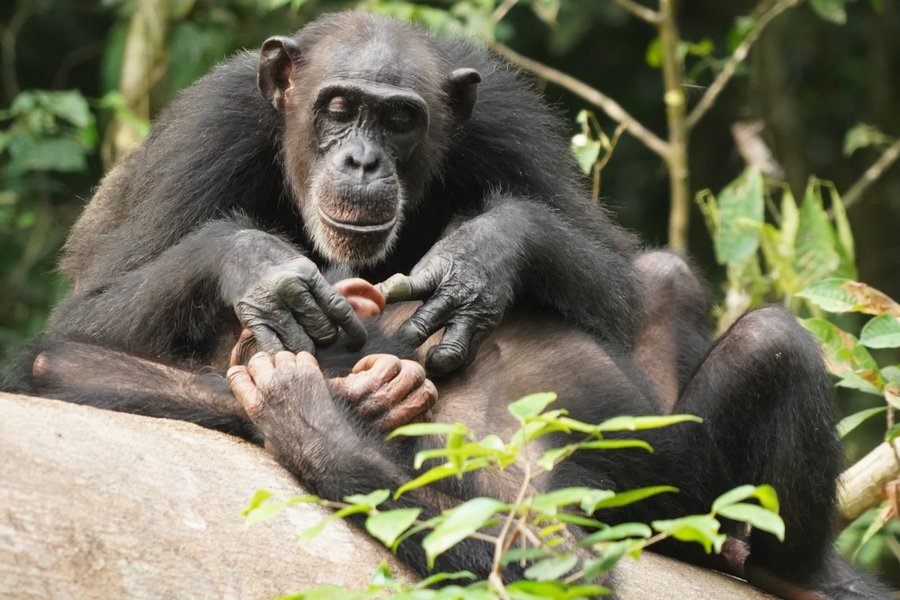 Like humans, chimpanzees can suffer for life if orphaned before adulthood