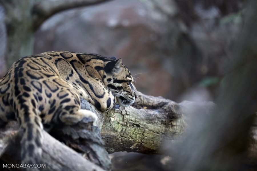 A buffer zone for Thailand, last great hope for wildlife in Southeast Asia (commentary)
