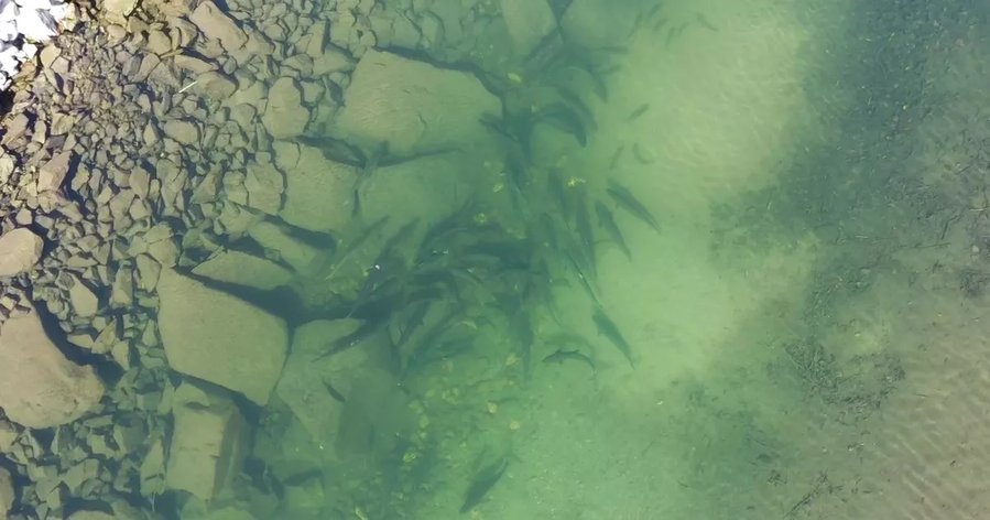 For the first time in more than 80 years, salmon spawning in the upper Columbia River