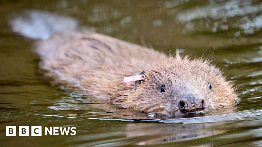 Beavers back in London after 400-year absence