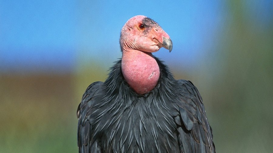 Endangered birds experience 'virgin birth,' a first for the species