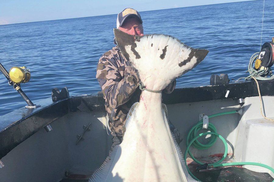 Angler catches monster halibut