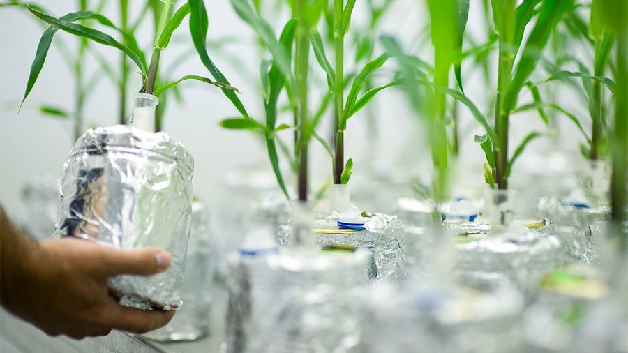 CRISPR crop development proceeds rapidly, but ‘bottlenecks’ limit promise