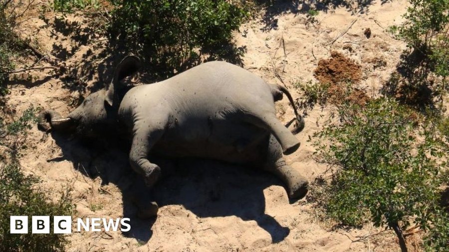 Botswana: Lab tests to solve mystery of hundreds of dead elephants