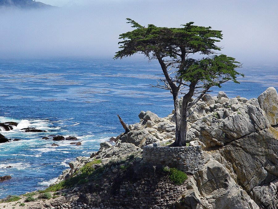 Lone Cypress