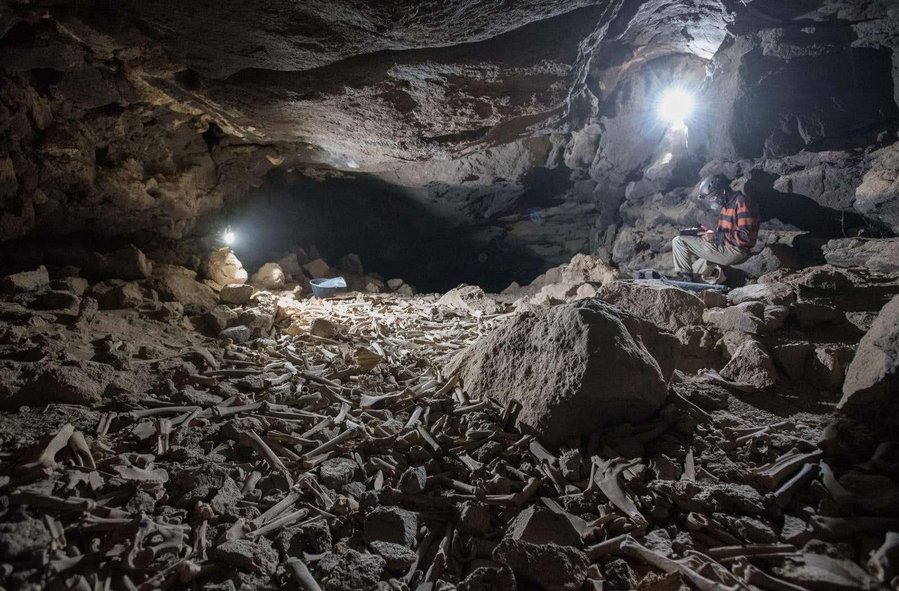 Hyenas Hoarded Thousands of Human, Animal Bones in Saudi Arabian Lava Tube